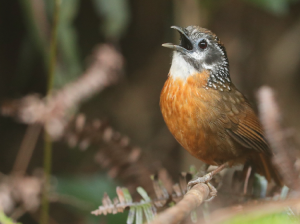 Spot-necked Babbler, 斑颈穗鹛, Stachyris strialata-gallery-29
