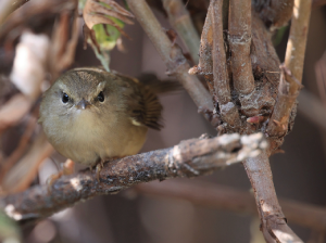 Hume’s Bush Warbler, 休氏树莺, Horornis brunnescens-gallery-20