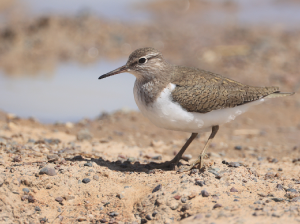 Common Sandpiper, 矶鹬, Actitis hypoleucos-gallery-19