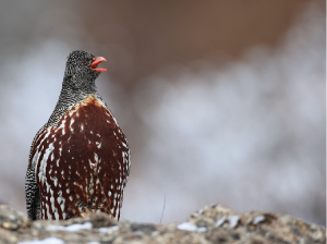 Snow Partridge, 雪鹑, Lerwa lerwa-gallery-23