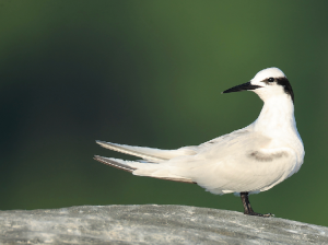 Black-naped Tern, 黑枕燕鸥, Sterna sumatrana-gallery-10