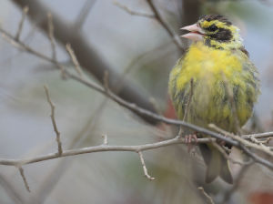 Yellow-breasted Greenfinch, 高山金翅雀, Chloris spinoides-gallery-25