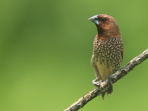 Scaly-breasted Munia, 斑文鸟, Lonchura punctulata-gallery-21