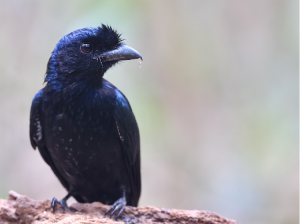 Greater Racket-tailed Drongo, 大盘尾, Dicrurus paradiseus-gallery-30
