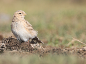 Asian Short-toed Lark, 亚洲短趾百灵, Alaudala cheleensis-gallery-12