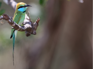 Asian Green Bee-eater, 绿喉蜂虎, Merops orientalis-gallery-34