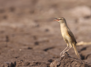 Oriental Reed Warbler, 东方大苇莺, Acrocephalus arundinaceus-gallery-61