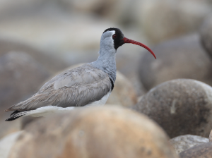 Ibisbill, 鹮嘴鹬, Ibidorhyncha struthersii-gallery-9
