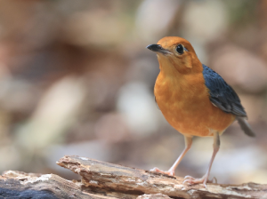 Orange-headed Thrush, 橙头地鸫, Geokichla citrina-gallery-13