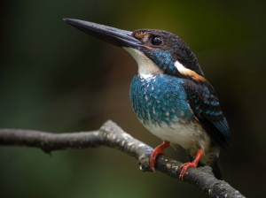 Blue-banded Kingfisher, 蓝带翠鸟, Alcedo euryzona-gallery-10