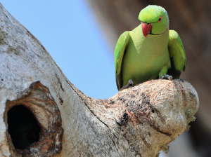 Rose-ringed Parakeet, 红领绿鹦鹉, Psittacula krameri-gallery-36