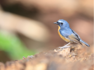 Snowy-browed Flycatcher, 棕胸蓝姬鹟, Ficedula hyperythra-gallery-11
