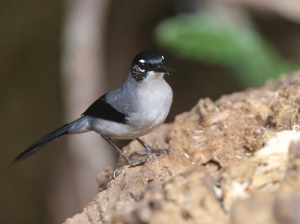 Black-headed Sibia, 黑头奇鹛, Heterophasia desgodinsi-gallery-9