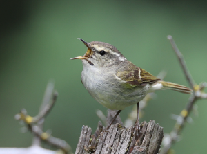 Hume’s Leaf Warbler, 淡眉柳莺, Phylloscopus humei-gallery-31