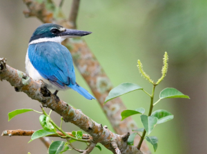 Collared Kingfisher, 白领翡翠, Todiramphus chloris-gallery-2
