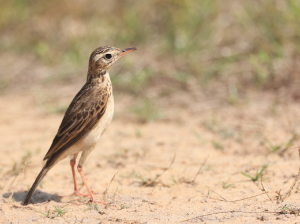 Paddyfield Pipit, 田鹨, Anthus rufulus-gallery-39