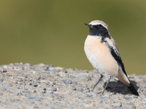 Desert Wheatear, 漠, Oenanthe deserti-gallery-8