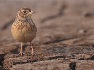 Horsfield’s Bush Lark, 歌百灵, Mirafra javanica-gallery-64