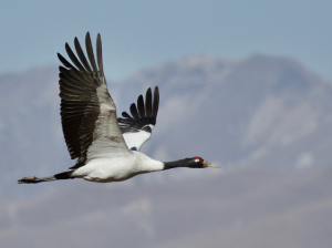 Black-necked Crane, 黑颈鹤, Grus nigricollis-gallery-7
