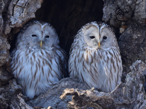 Ural Owl, 长尾林鸮, Strix uralensis-gallery-3