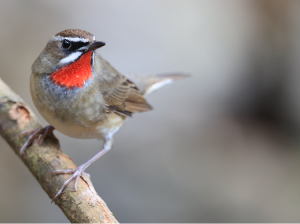 Siberian Rubythroat, 红喉歌鸲, Calliope calliope-gallery-1