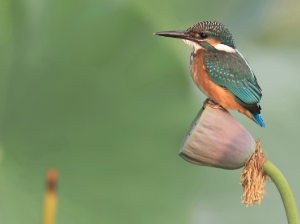Common Kingfisher, 普通翠鸟, Alcedo atthis-gallery-46