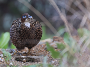Himalayan Monal, 棕尾虹雉, Lophophorus impejanus-gallery-25