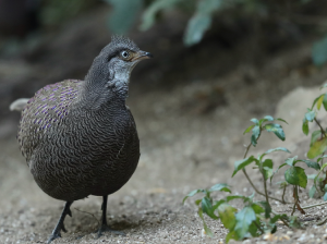 Grey Peacock- Pheasant, 灰孔雀雉, Polyplectron bicalcaratum-gallery-27