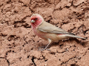 Pale Rosefinch, 沙色朱雀, Carpodacus stoliczkae-gallery-33