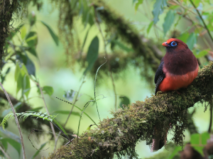 Ward’s Trogon, 红腹咬鹃, Harpactes wardi-gallery-30