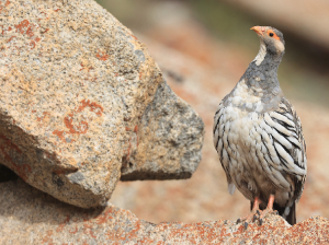 Tibetan Snowcock, 藏雪鸡, Tetraogallus tibetanus-gallery-11