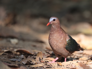 Common Emerald Dove, 绿翅金鸠, Chalcophaps indica-gallery-8