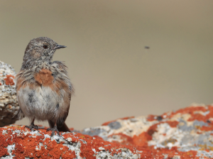 Robin Accentor, 鸲岩鹨, Prunella rubeculoides-gallery-24