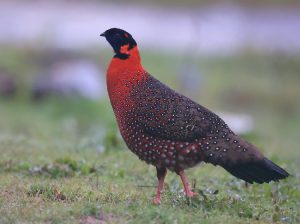 Satyr Tragopan, 红胸角雉, Tragopan satyra-gallery-0