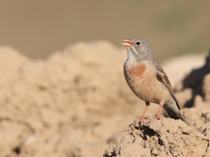 Grey-necked Bunting, 灰颈鹀, Emberiza buchanani-gallery-31