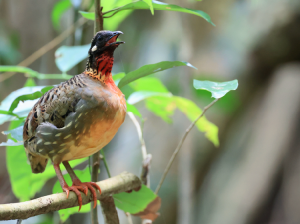 Hainan Partridge, 海南山鹧鸪, Arborophila ardens-gallery-5