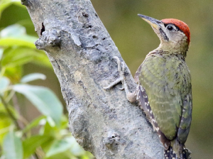 Streak-breasted Woodpecker, 斑胸绿啄木鸟, Picus viridanus-gallery-16