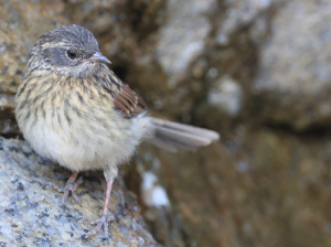 Robin Accentor, 鸲岩鹨, Prunella rubeculoides-gallery-21