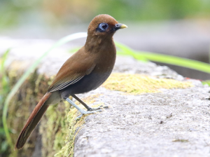 Rusty Laughingthrush, 棕噪鹛, Pterorhinus poecilorhynchus-gallery-6