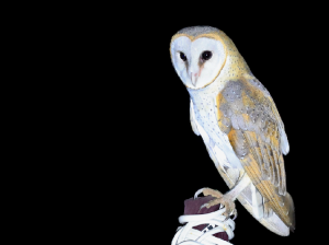 Eastern Barn Owl, 仓鸮, Tyto javanica-gallery-1