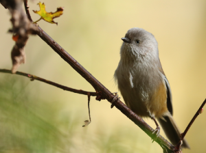 Grey-hooded Fulvetta, 灰头雀鹛, Fulvetta cinereiceps-gallery-29