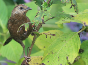 Bhutan Laughingthrush, 丽星噪鹛, Trochalopteron imbricatum-gallery-19