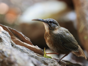 Short-tailed Scimitar Babbler, 短尾鹛, Napothera danjoui-gallery-62