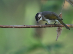 Styan’s Bulbul, 台湾鹎, Pycnonotus taivanus-gallery-30