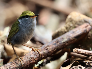 Grey-bellied Tesia, 灰腹地莺, Tesia cyaniventer-gallery-10