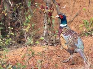 Common Pheasant, 雉鸡, Phasianus colchicus-gallery-41