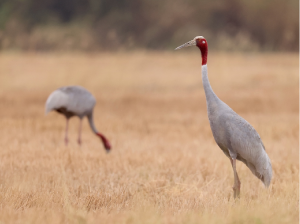 Sarus Crane, 赤颈鹤, Antigone antigone-gallery-2