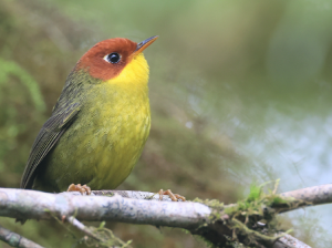 Chestnut-headed Tesia, 栗头地莺, Cettia castaneocoronata-gallery-31