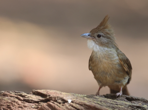 Ochraceous Bulbul, 白喉褐冠鹎, Alophoixus ochraceus-gallery-27