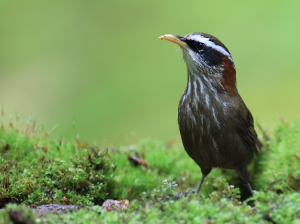 Streak-breasted Scimitar Babbler, 棕颈钩嘴鹛, Pomatorhinus ruficollis-gallery-34